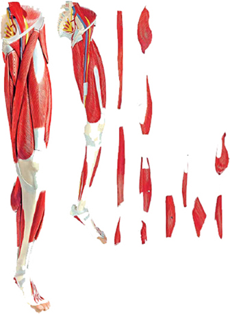 Muscles of the Human Leg 13 Parts